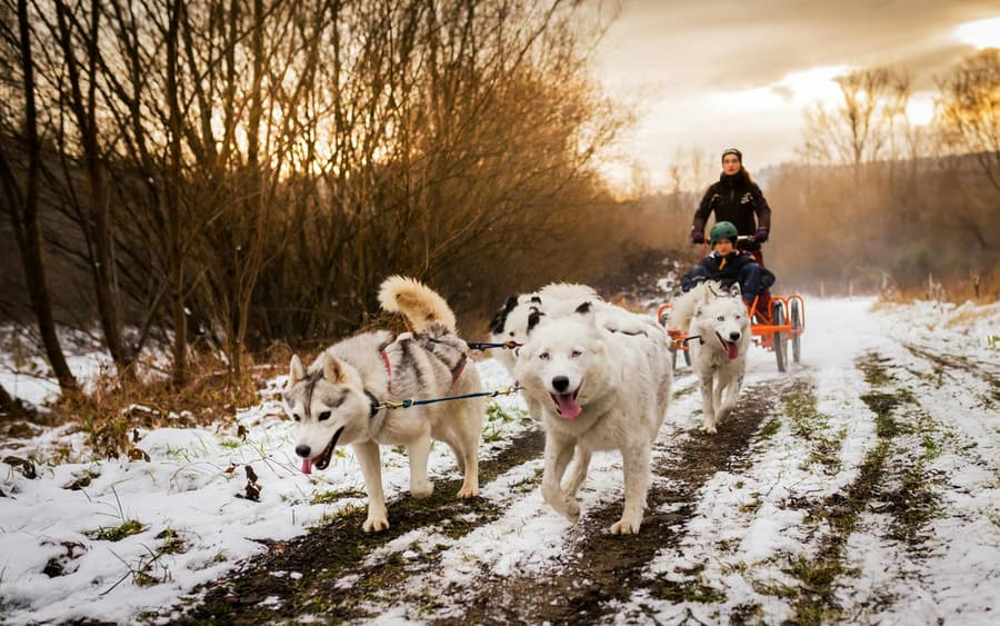 De Cracóvia: Passeio de Cães de Trenó nos Montes Tatra