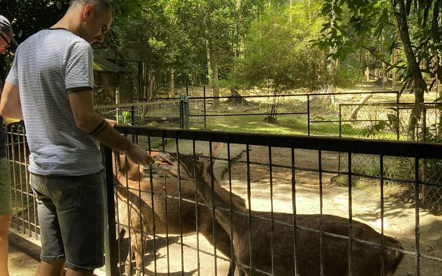 Kuala Gandah Elephant Sanctuary: Lunch + Transfers