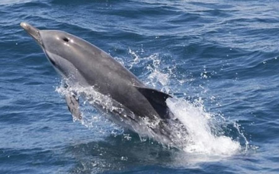 Gibraltar Whale and Dolphin Watching from Seville