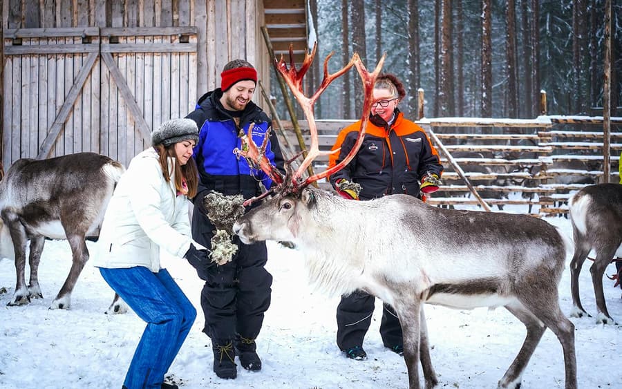 Reindeer Farm and Sledding Experience