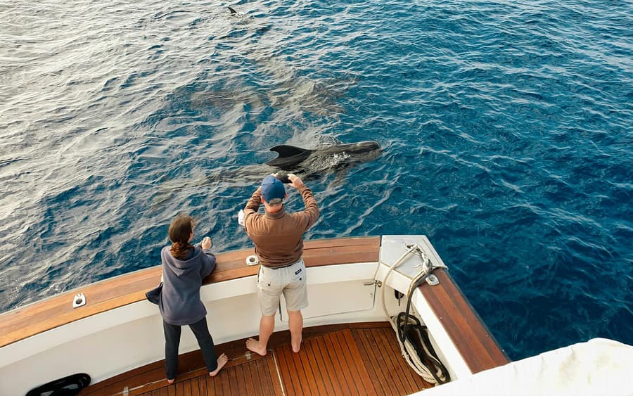 Las Galletas: Small Group Whale & Dolphin Watching Cruise