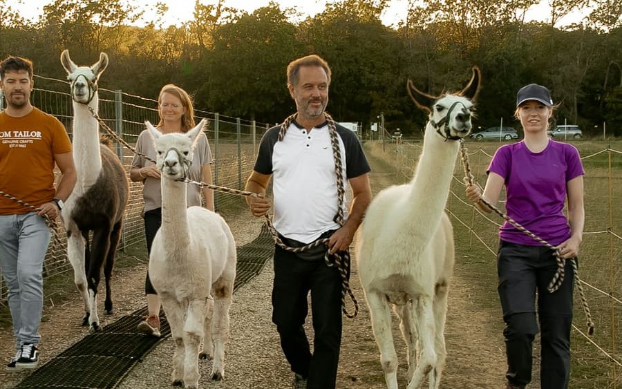 Mödling Vienna: Alpaca & Llama Hiking Tour