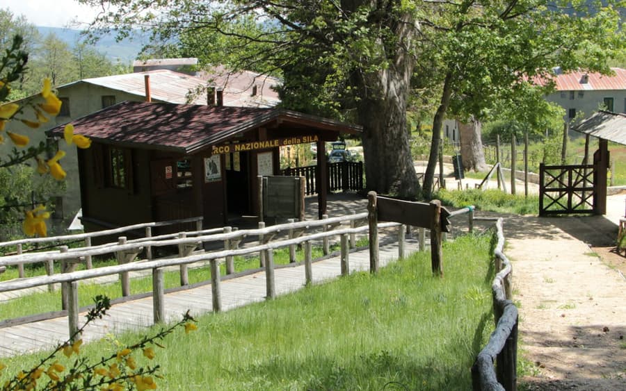 The Giants of Sila: Guided Tour
