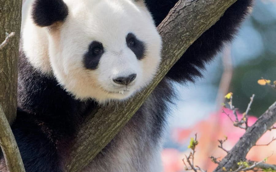 Adelaide Zoo: Entry Ticket