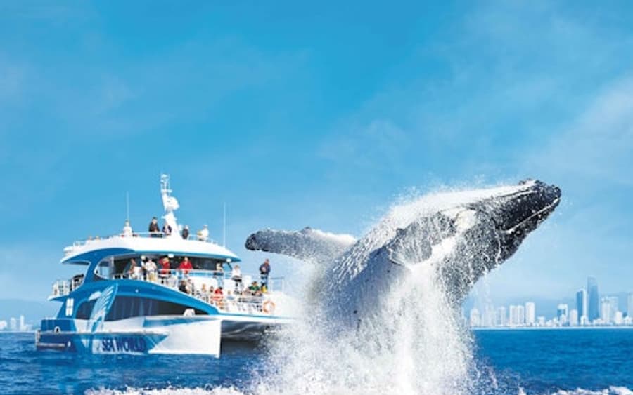 Whale Watching Cruise Gold Coast