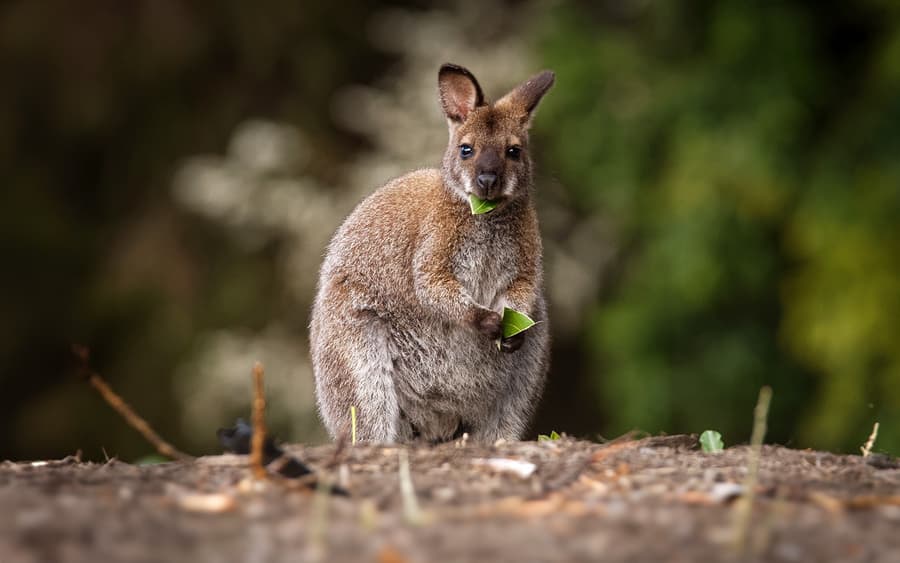Koala Conservation Reserve Tickets & Optional Entry to Phillip Island Nature Parks