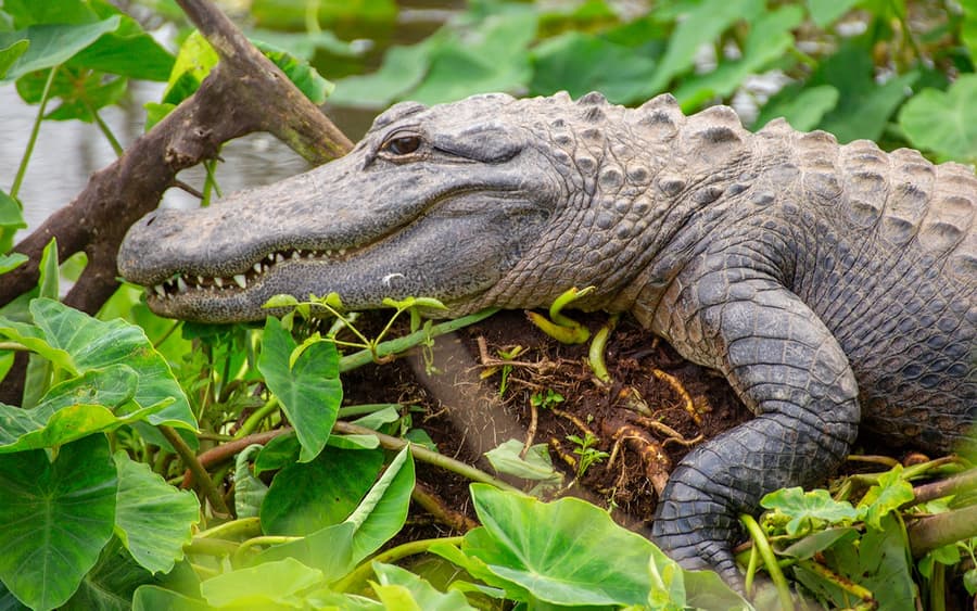 Gatorland Skip-the-Line Tickets