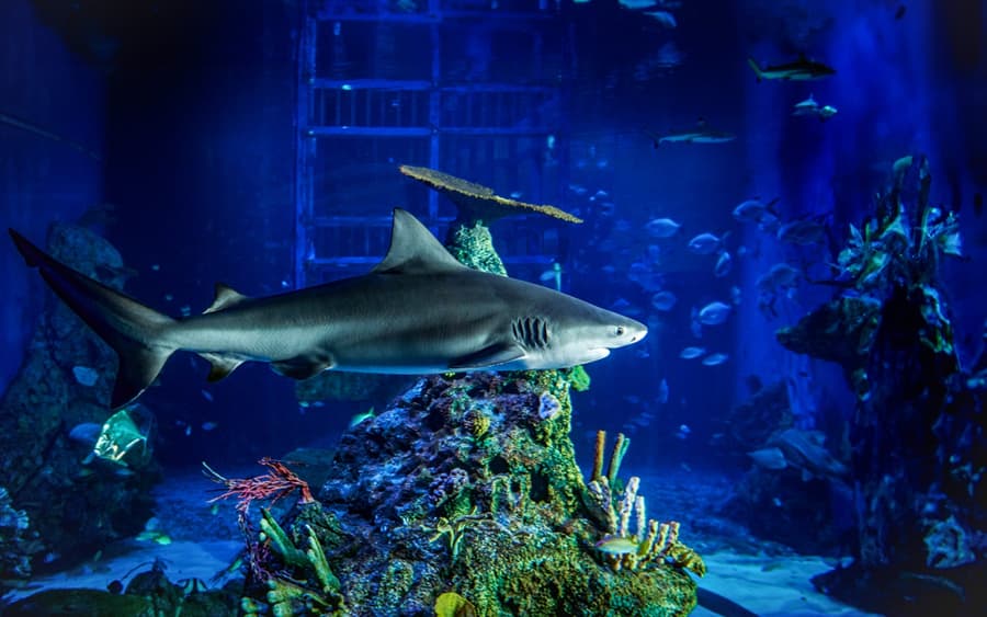 Billets pour le Safari Marin de Bali