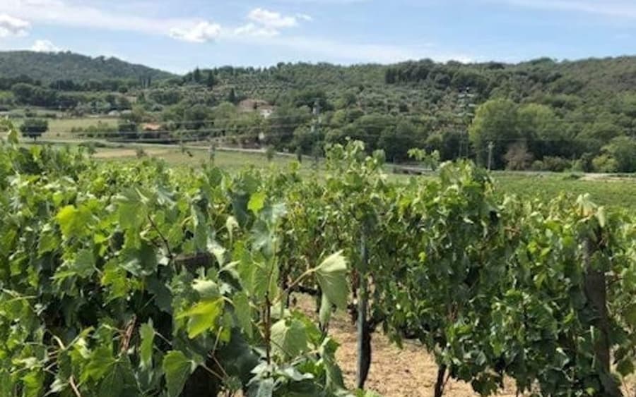 Αρέτσο: Γευσιγνωσία Κρασιού στη Βαλ ντι Κιάνα