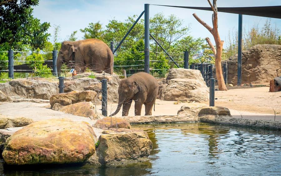 Tiket Taronga Zoo