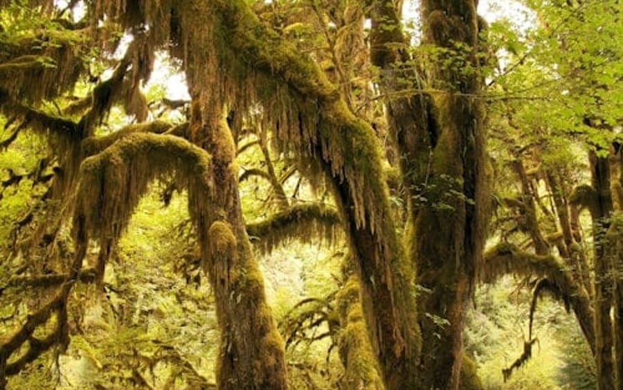 Parque Nacional Olímpico: Excursão de Dia para Pequenos Grupos Tudo-Incluso saindo de Seattle