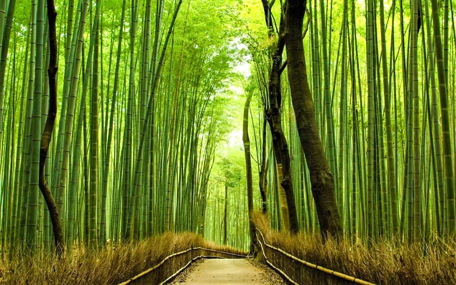 Prohlídka dědictví v Kjótu: Arashiyama, Fushimi Inari & Kiyomizu-dera v luxusním autobuse