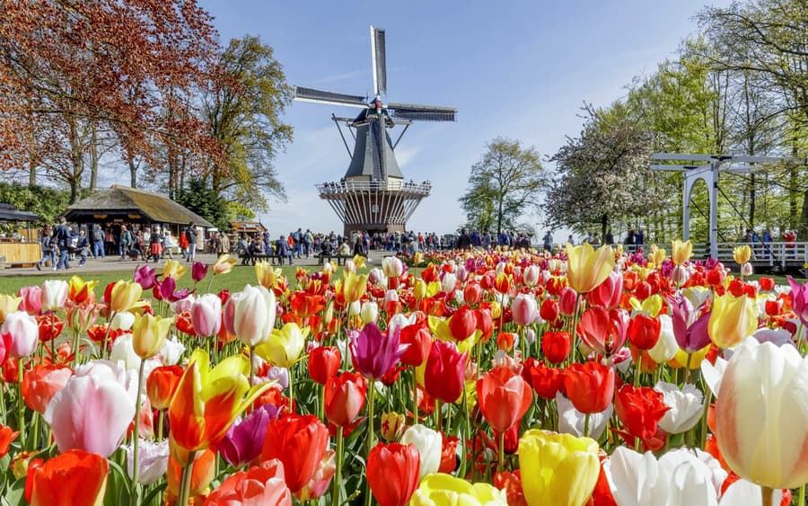 From Amsterdam: Keukenhof Expert Guided Tour with Round-Trip Transfers