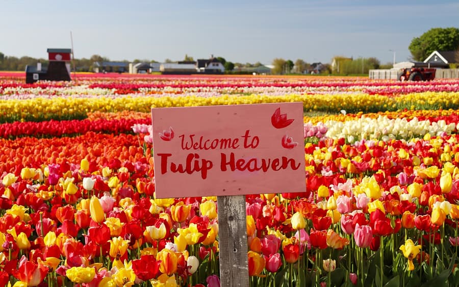 Dari Amsterdam: Tur Seharian ke Keukenhof & Kebun Tulip dengan Pelayaran Kincir Angin