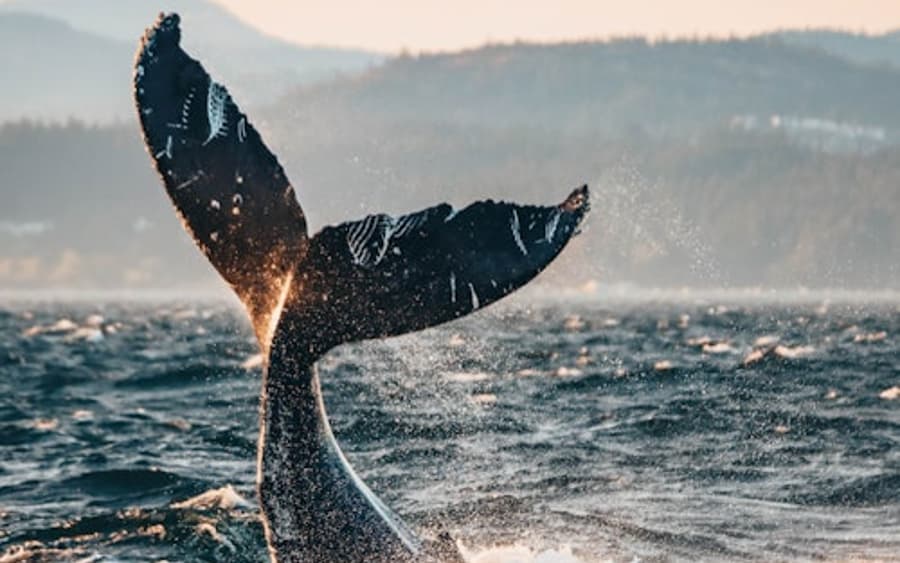 Half Day Whale Watching Tour from Vancouver