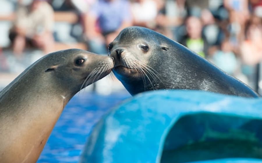 Marineland Mallorca: Bilhete Fura-Fila