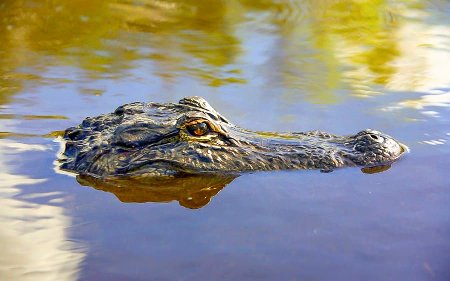 Tur cu aeroglisor în Parcul Național Everglades