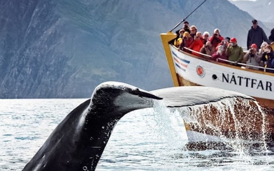 Husavík: Tour de Avistamiento de Ballenas + Refrigerio