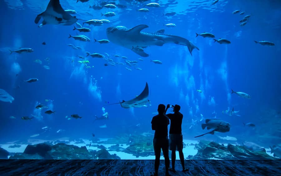 Ryukyu Mura -liput ja mahdolliset Churaumi Aquarium -liput