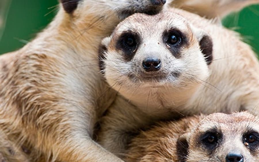 Terra Natura Murcia: Bilet de intrare