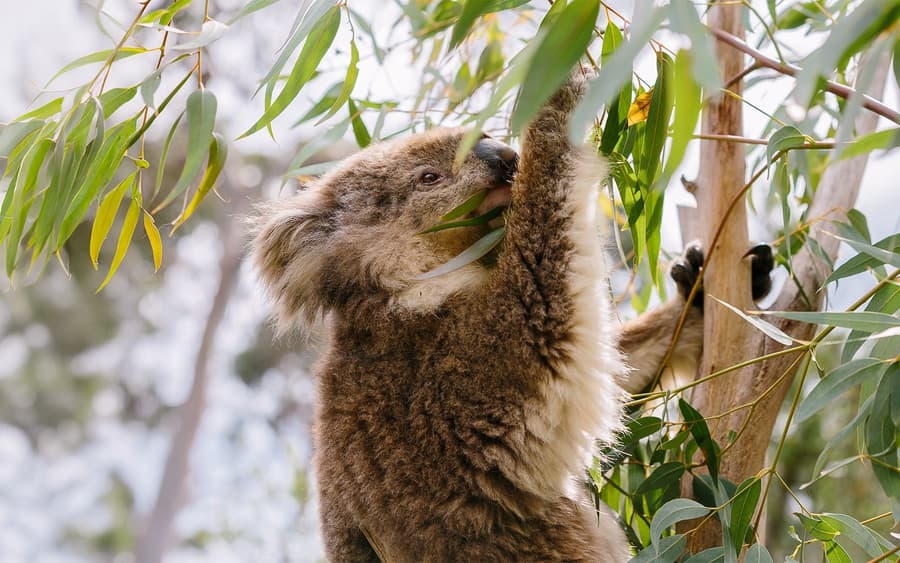 Från Melbourne: Halv-/Heldagstur till Phillip Island med guidad tur och pingvinparad