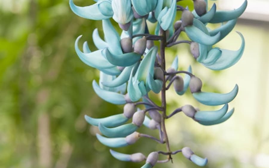 Hortus Botanicus Leiden: Entrada Sin Colas