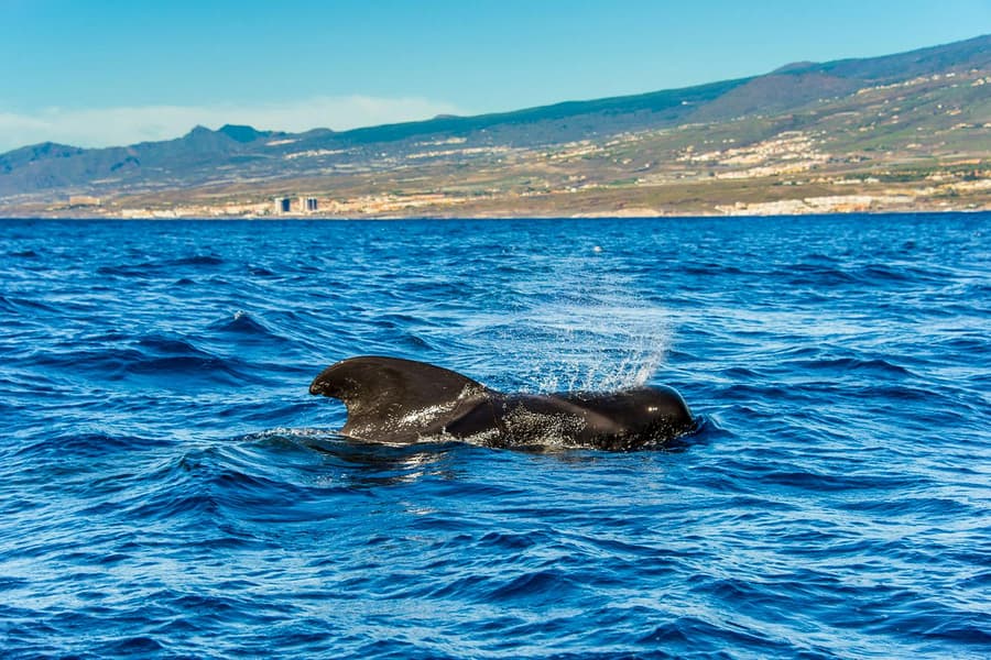 Costa Adeje: Whale & Dolphin Watching Cruise, Tenerife