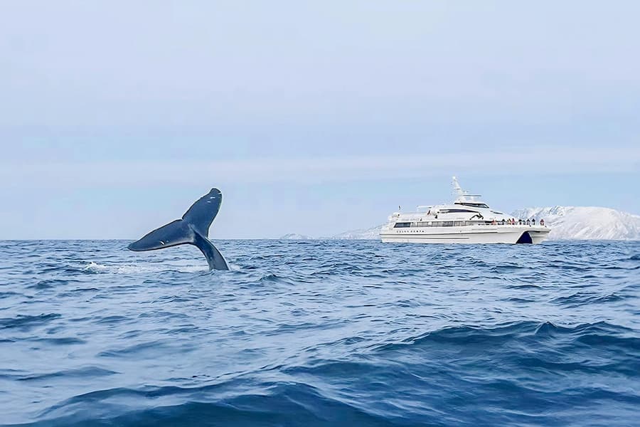 From Tromso: Whale Watching Tour On Motor Catamaran, Tromso