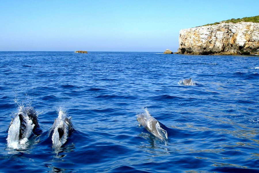 Dolphin Watch - Guided Tour, Lisbon