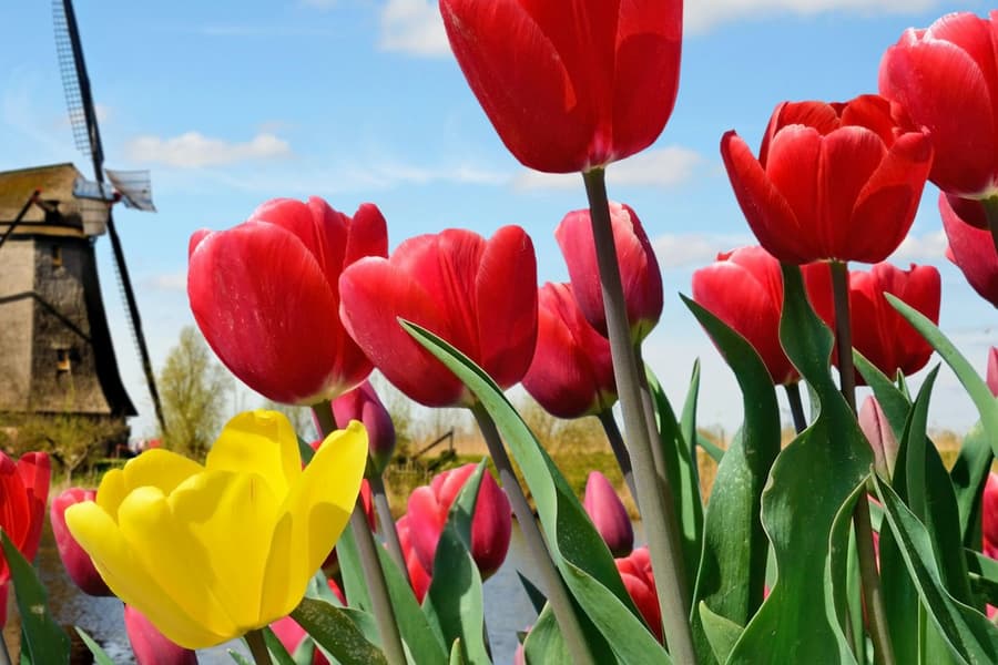 Keukenhof: Entry + Roundtrip Bus Transfer from A’dam Tower, Amsterdam