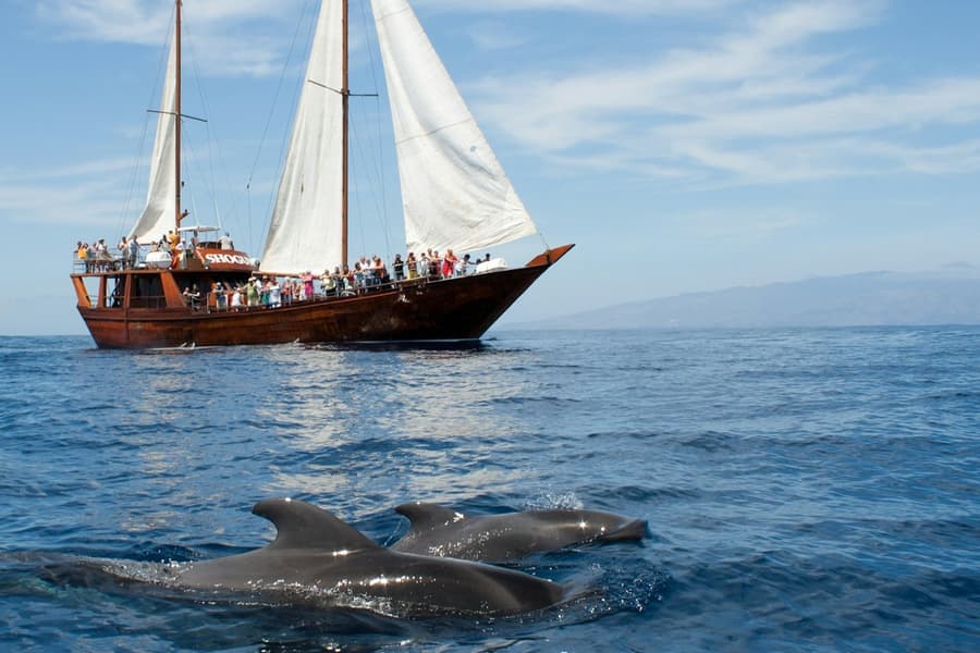 Costa Adeje: 2-Hr Guided Whale & Dolphin Watching Cruise, Los Cristianos