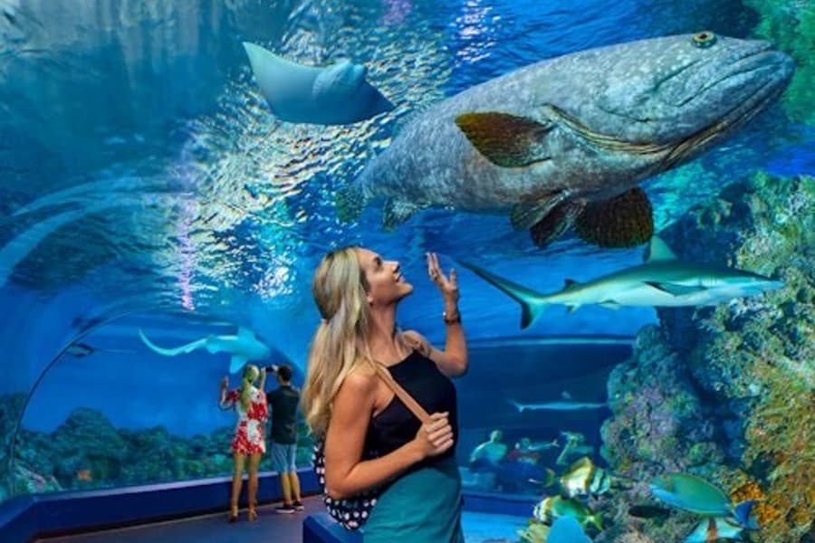 Cairns Aquarium: Entry Ticket, Cairns