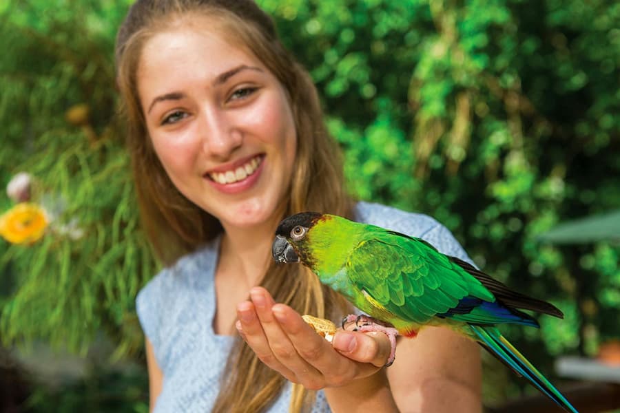 Tickets to Kuranda Koala Gardens, Birdworld Kuranda, & Australian Butterfly Sanctuary, Cairns