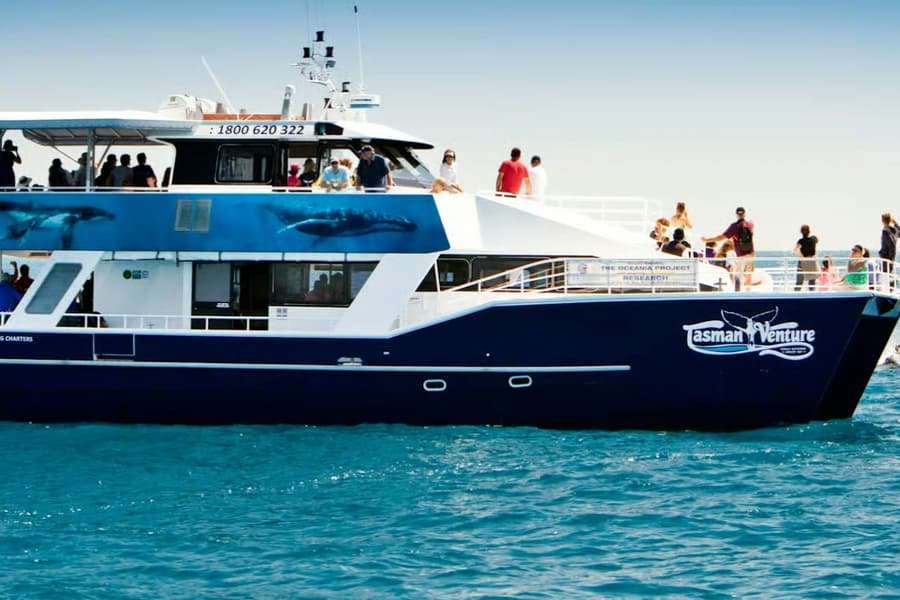 Hervey Bay: Half-Day Whale Watching Cruise + Transfers, Urangan
