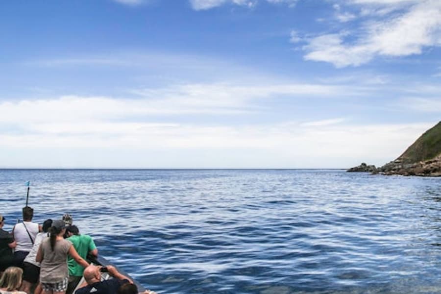 Duiker Island: Seal Sightseeing Cruise, Cape Town