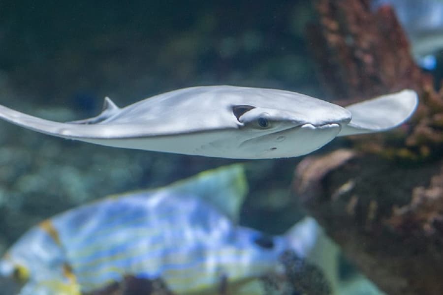 Seaquarium Le Grau-du-Roi: Entry Ticket, Le Grau-du-Roi