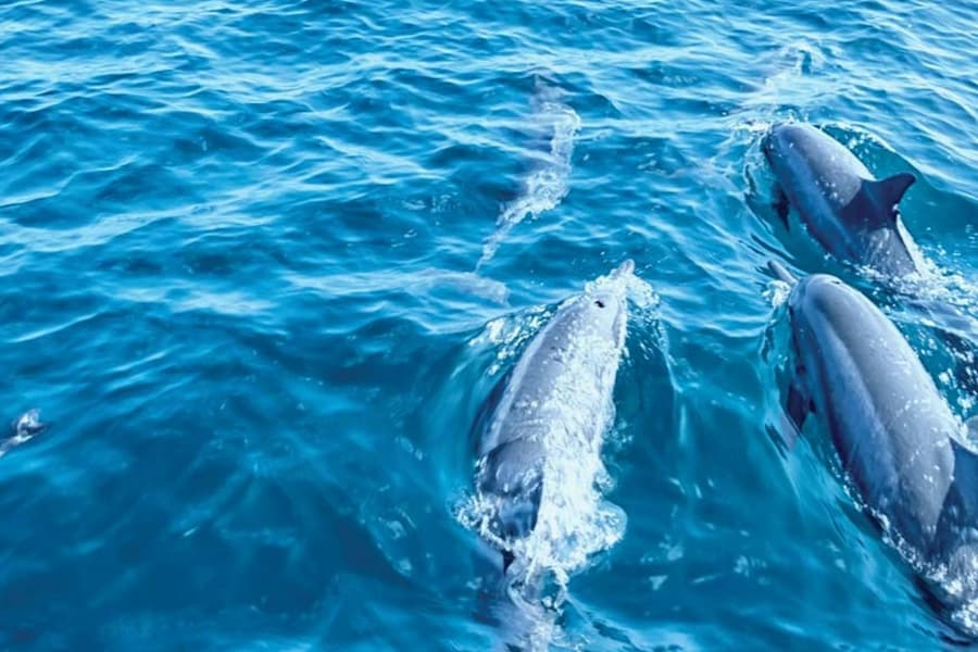 Mallorca: Dolphin Watching Glass-Bottom Boat Tour from Paguera, at Mallorca Boat Trips, Palma de Mallorca