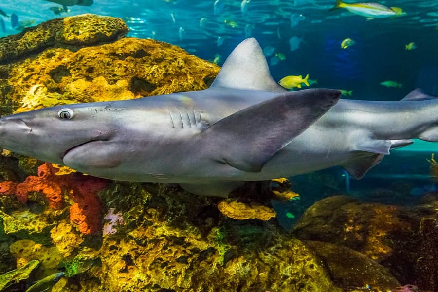 Ripley's Aquarium of Canada: Entry Ticket, Toronto