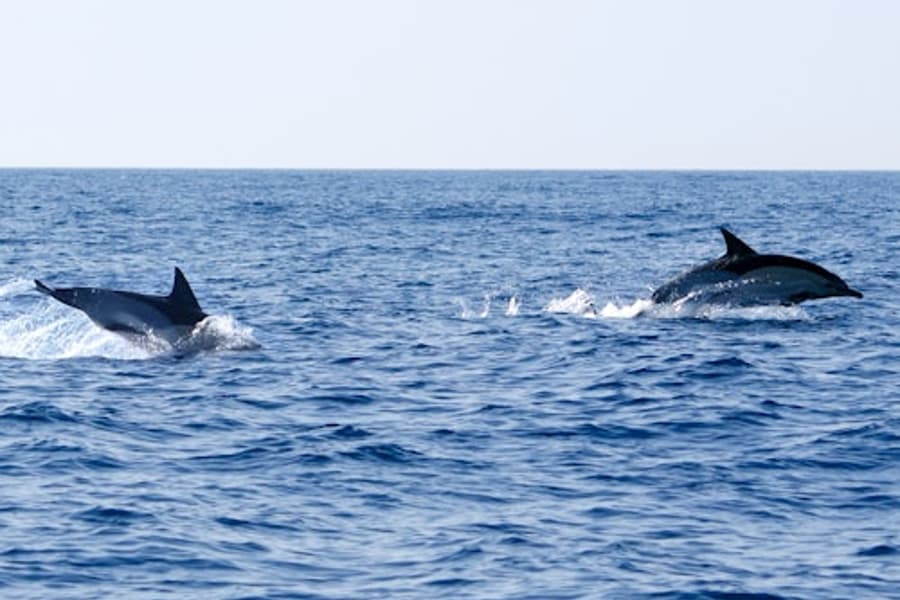 Olhão: Guided Dolphin Watching Boat Tour tickets at Algarve Boat Tours