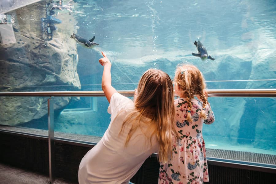 Christchurch International Antarctic Center Tickets, at International Antarctic Centre, Christchurch