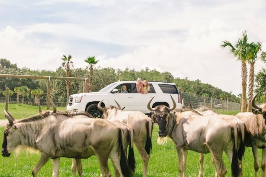 Wild Florida Drive-Thru Safari Park Admission, at Wild Florida