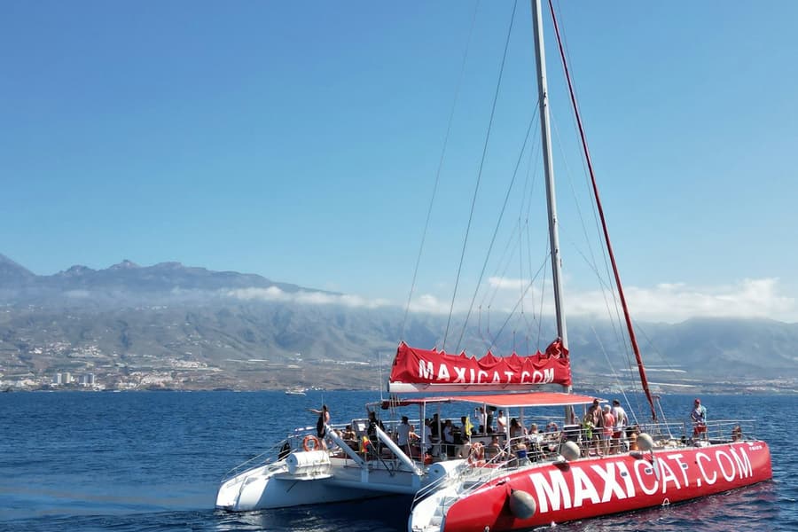 Tenerife: Dolphin & Whale Watching Catamaran Tour + Lunch + Transfers, Los Cristianos