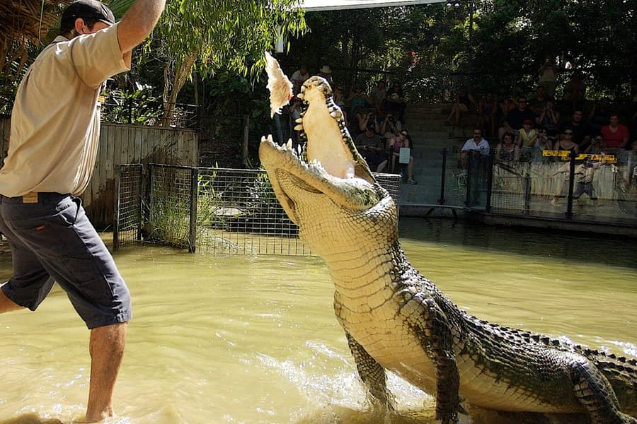 Hartley's Crocodile Adventures: Roundtrip from Cairns, at Hartley's Crocodile Adventures, Wangetti