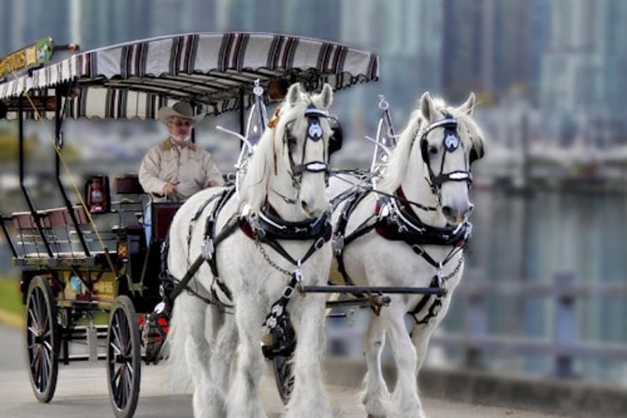 Vancouver: Stanley Park Horse-Drawn Guided Tour