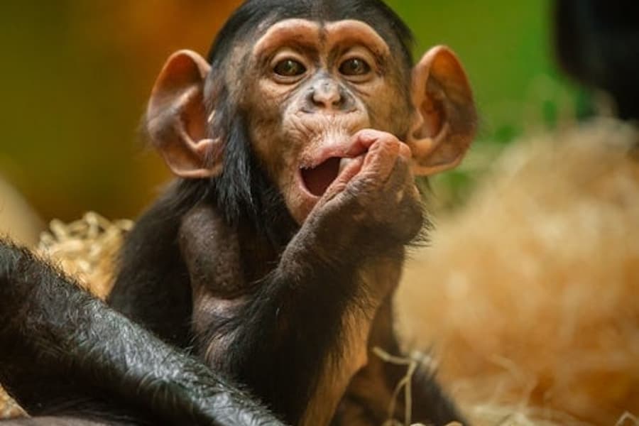 Kebun Binatang Lagos: Tiket Masuk, at ZOO Antwerpen, Antwerp