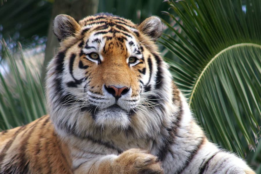 Lisbon Zoo: Fast Track Ticket, at Lisbon Zoo