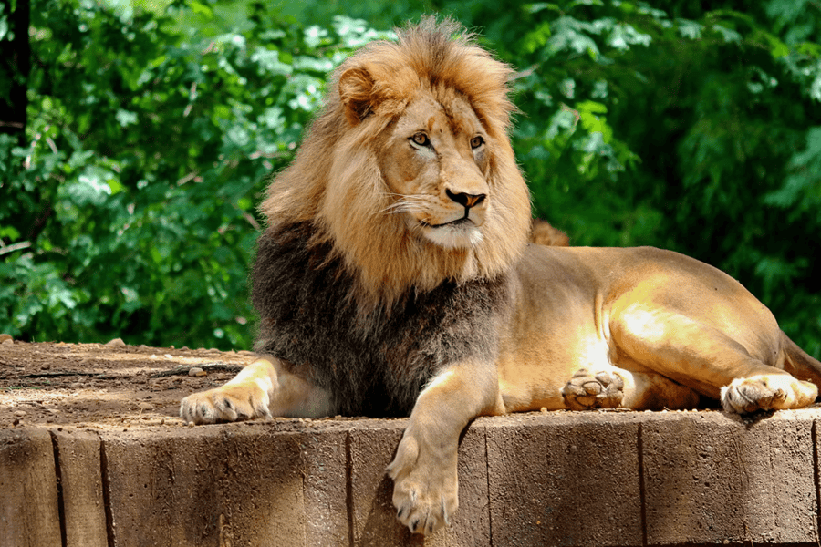 Bioparco - Zoo of Rome: Open Ticket, Rome