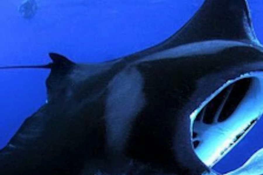 Manta Ray Night Adventure, at Snorkeling in Kailua-Kona, Kailua-Kona