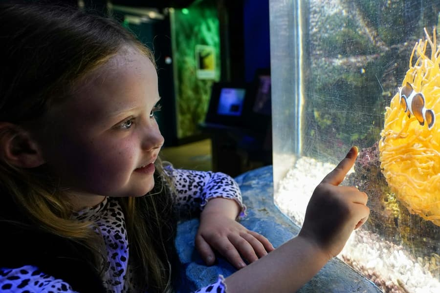 SEA LIFE Great Yarmouth: Entry Ticket, at SEA LIFE Great Yarmouth, Great Yarmouth