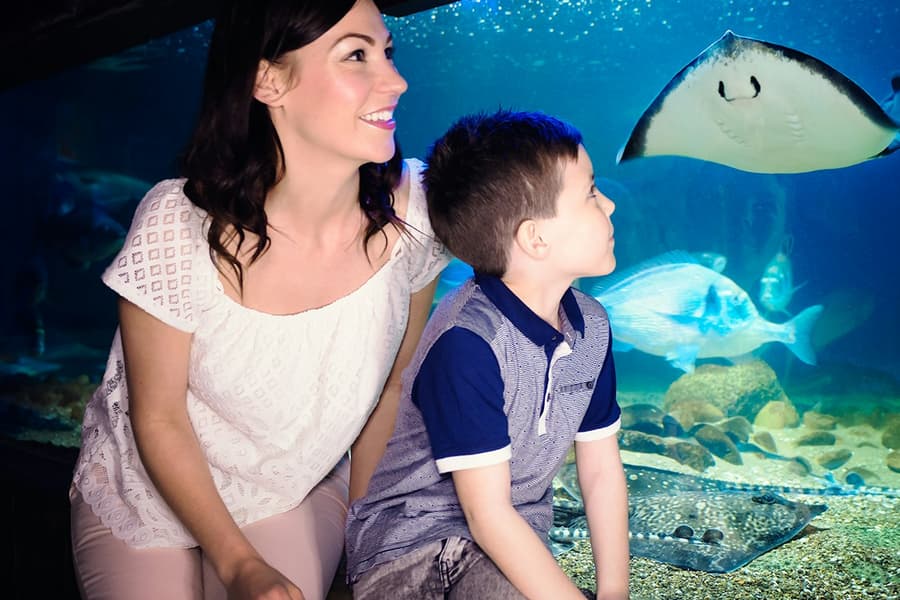 SEA LIFE Blankenberge: Entry Ticket, at SEA LIFE Blankenberge, Blankenberge